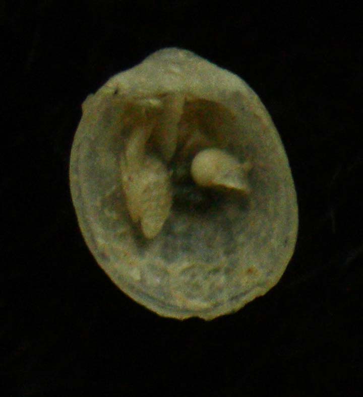 limopsis??